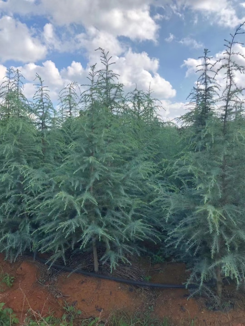 昆明品质雪松苗圃种植基地大量现货价格便宜