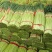 精品红帽蒜苔