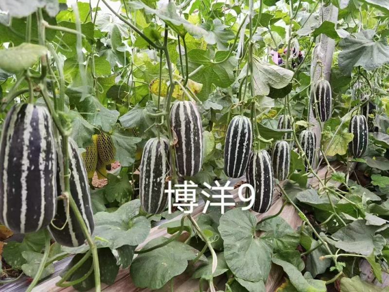 博洋9号花蕾甜瓜质量好价格不高