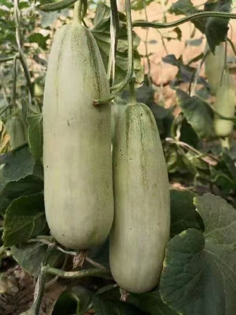 博洋61甜瓜大量上市质量好价格不高供货量大