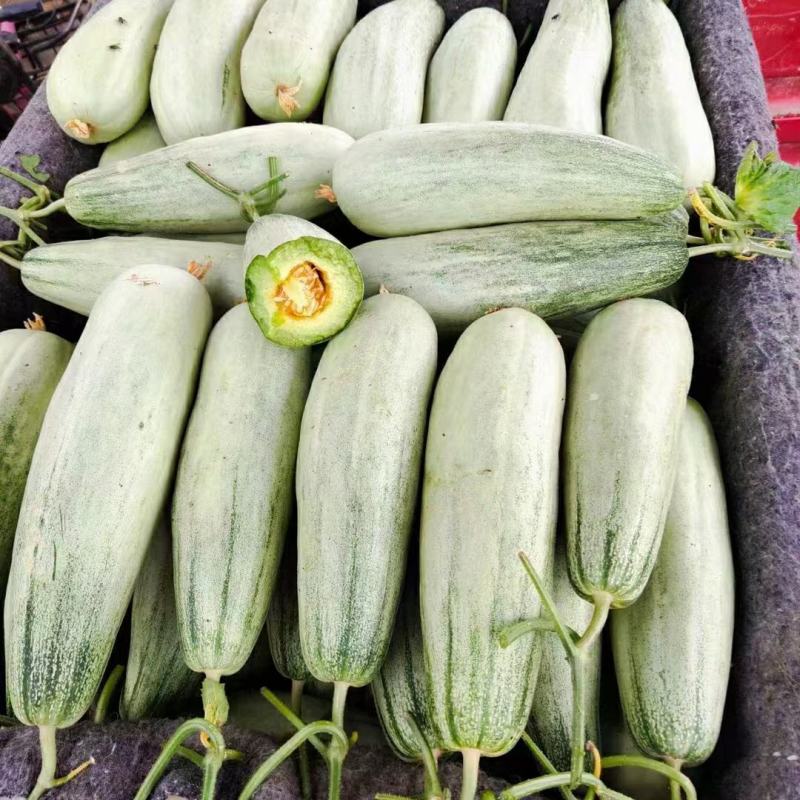 博洋61甜瓜大量上市质量好价格不高供货量大