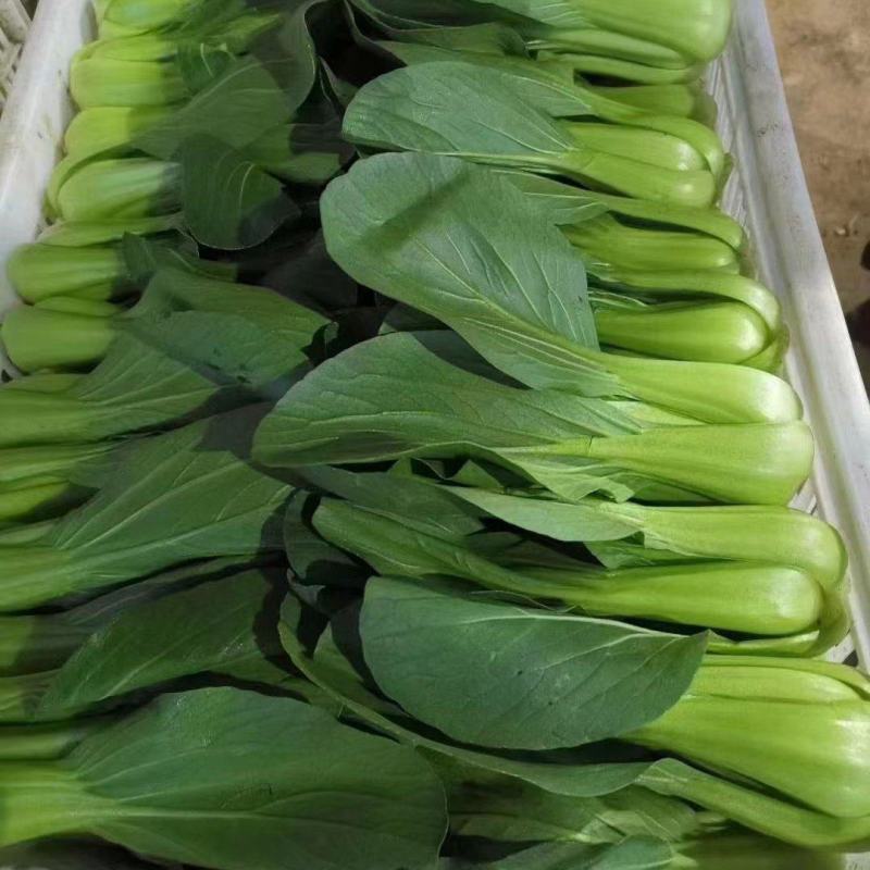上海青小油菜，你产地一手货源大量供应价格优惠，欢迎电联采