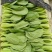 上海青小油菜，你产地一手货源大量供应价格优惠，欢迎电联采