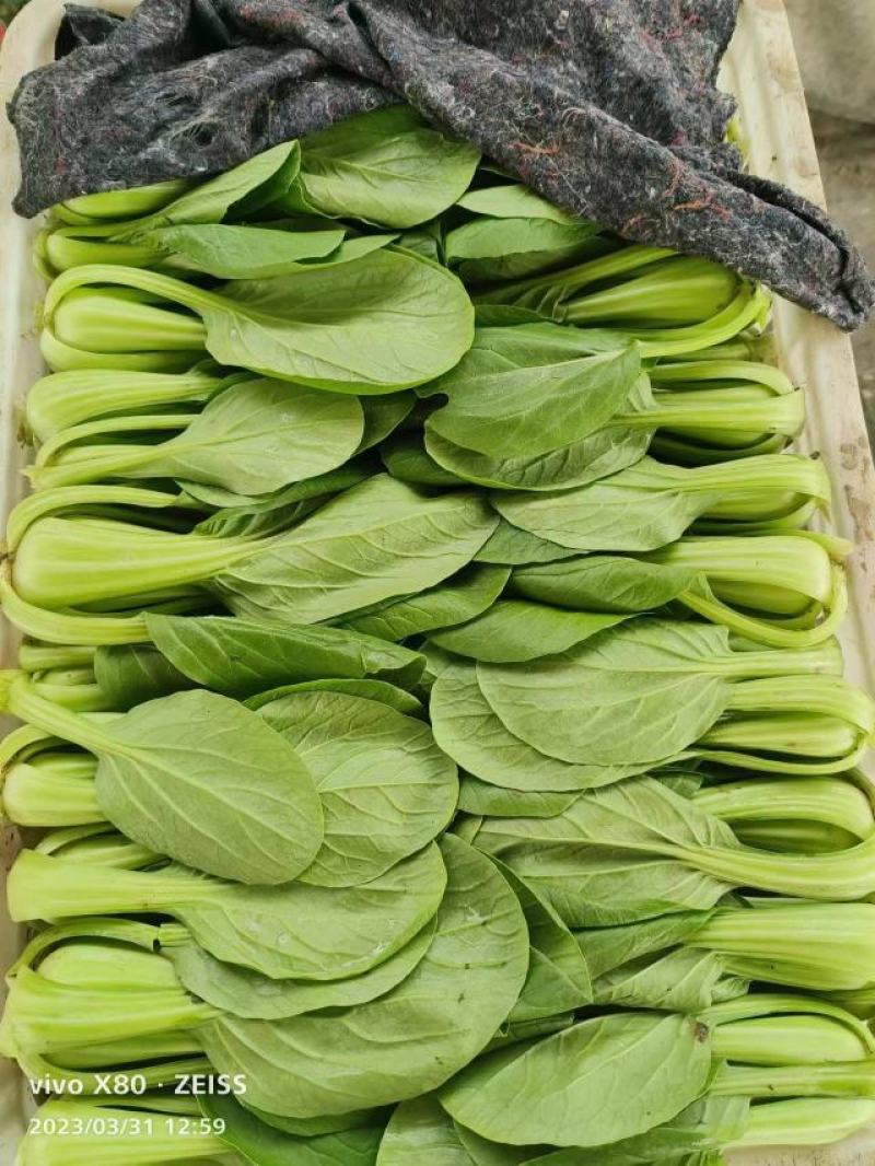 上海青小油菜，你产地一手货源大量供应价格优惠，欢迎电联采