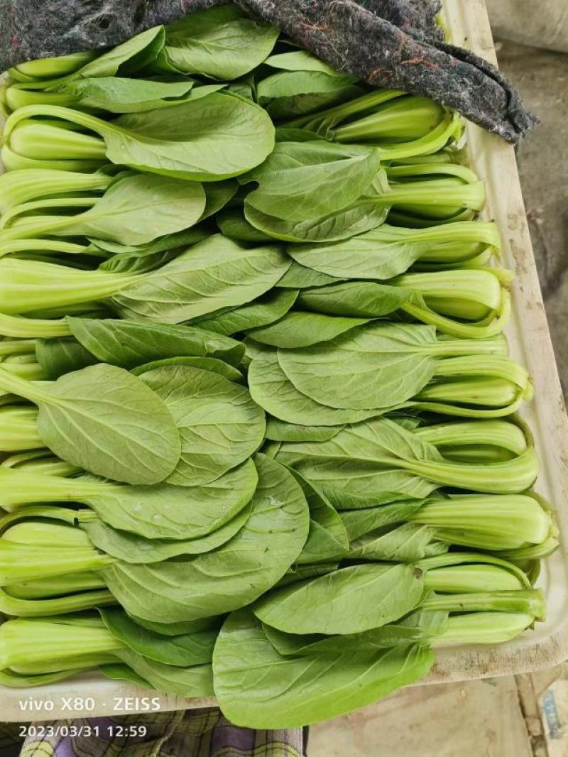 上海青小油菜，你产地一手货源大量供应价格优惠，欢迎电联采