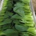 上海青小油菜，你产地一手货源大量供应价格优惠，欢迎电联采