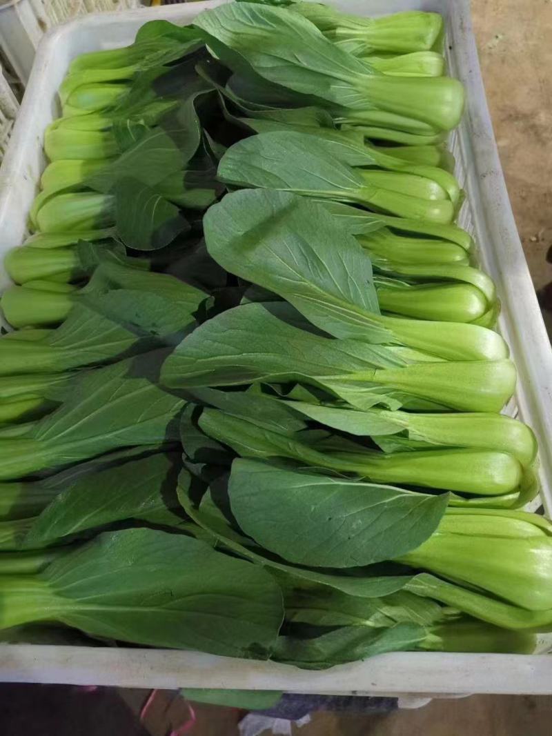上海青小油菜，你产地一手货源大量供应价格优惠，欢迎电联采