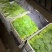上海青小油菜，你产地一手货源大量供应价格优惠，欢迎电联采