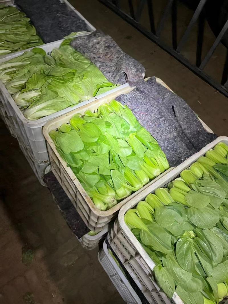 上海青小油菜，你产地一手货源大量供应价格优惠，欢迎电联采