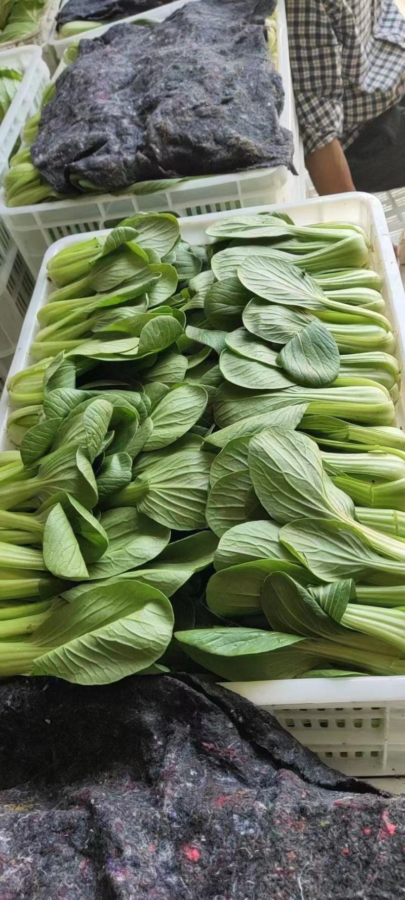上海青小油菜，你产地一手货源大量供应价格优惠，欢迎电联采