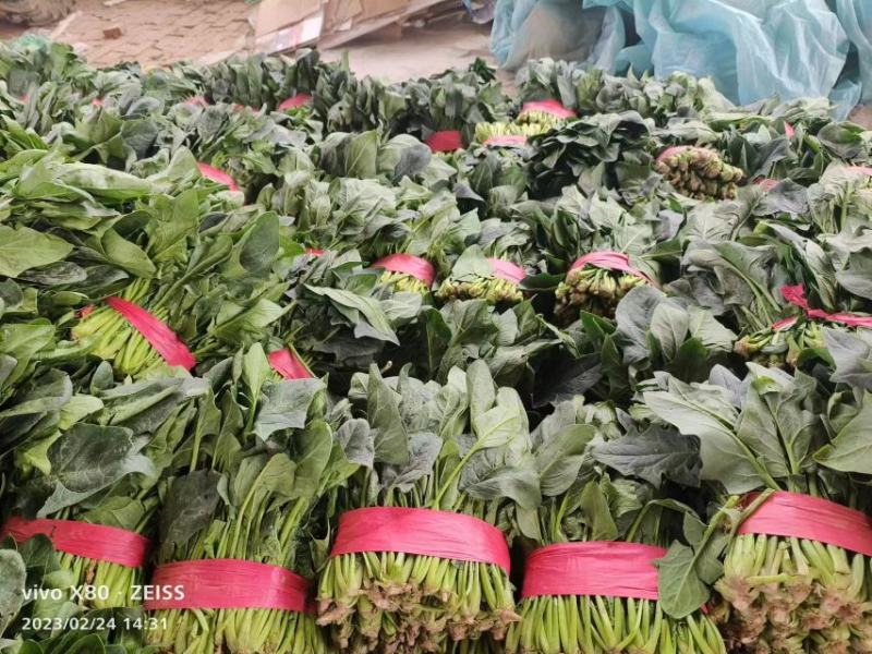 精品小菠菜，大叶菠菜产地一手货源质量好，价格优惠，可电联