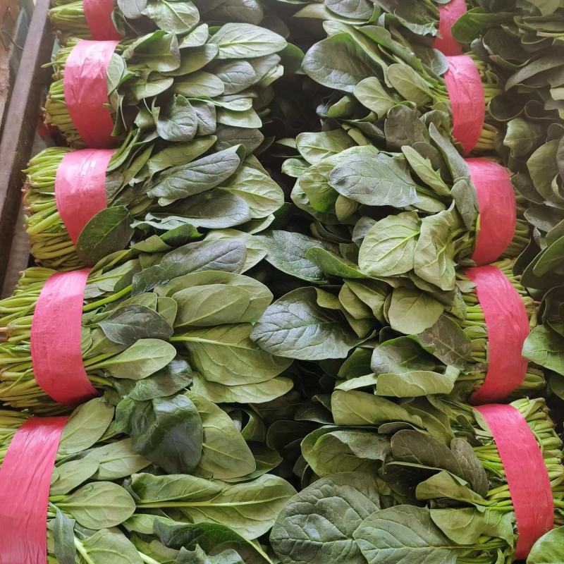 精品小菠菜，大叶菠菜产地一手货源质量好，价格优惠，可电联