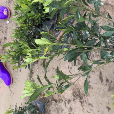 小叶栀子，栀子花，基地直销，一手货源