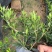 小叶栀子，栀子花，基地直销，一手货源
