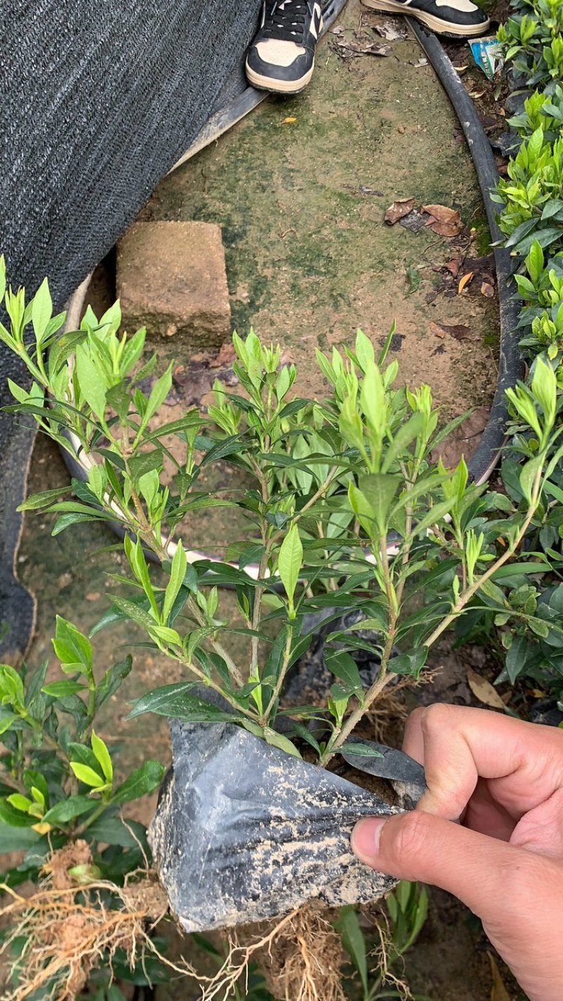 小叶栀子，栀子花，基地直销，一手货源