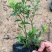 小叶栀子，栀子花，基地直销，一手货源