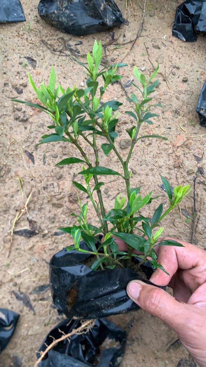小叶栀子，栀子花，基地直销，一手货源