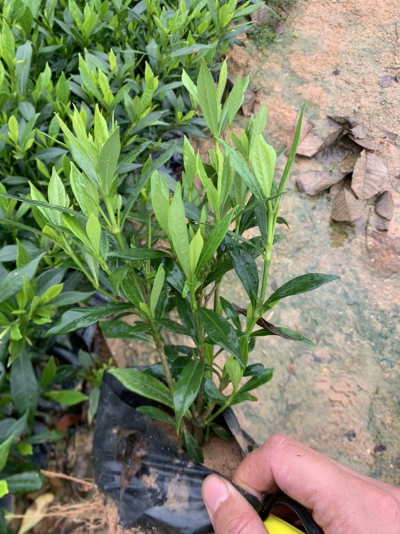 小叶栀子，栀子花，基地直销，一手货源