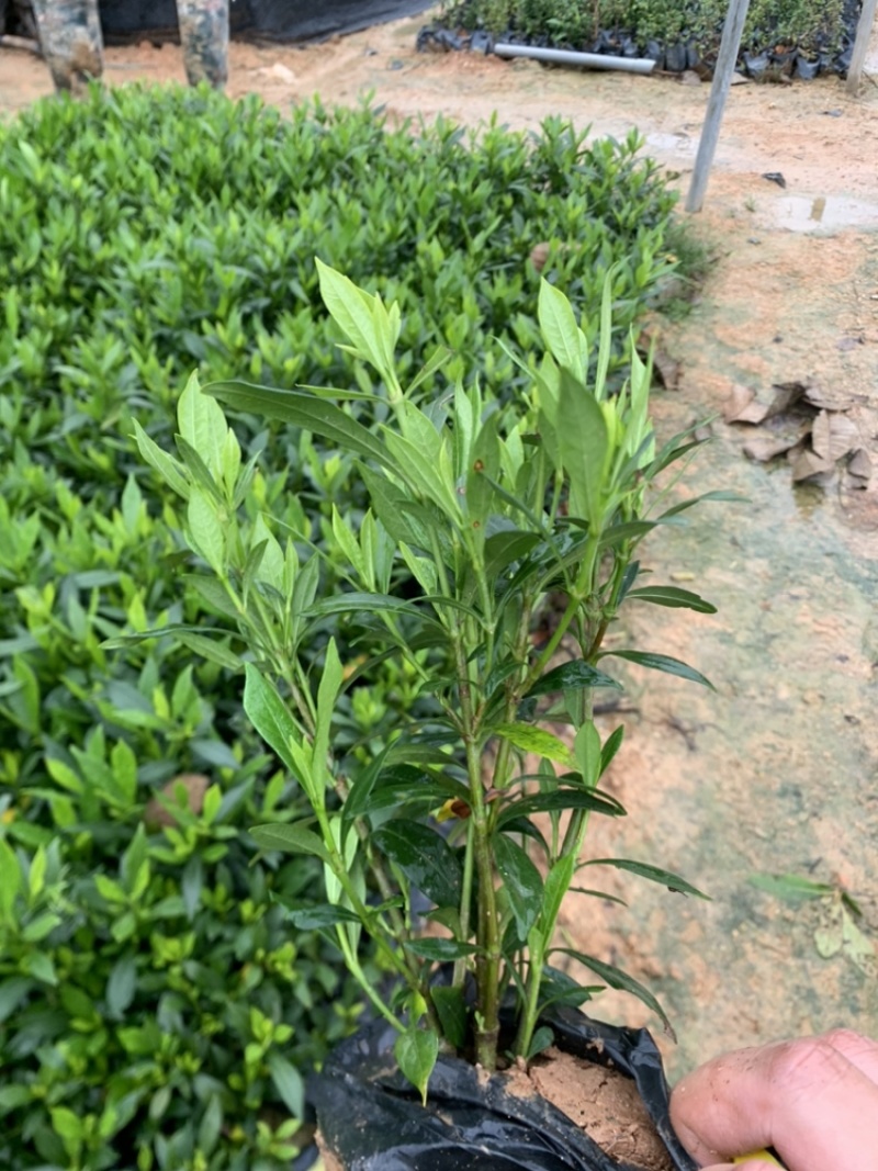 小叶栀子，栀子花，基地直销，一手货源