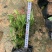 小叶栀子，栀子花，基地直销，一手货源