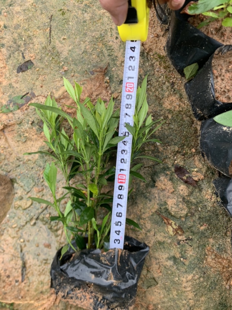 小叶栀子，栀子花，基地直销，一手货源