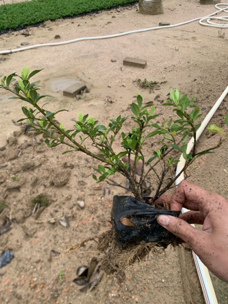 小叶栀子，栀子花，基地直销，一手货源
