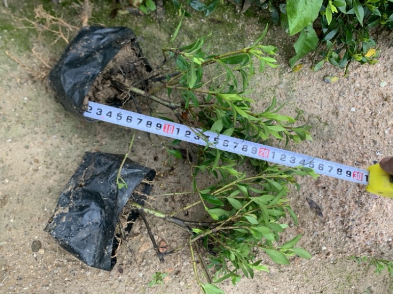 小叶栀子，栀子花，基地直销，一手货源