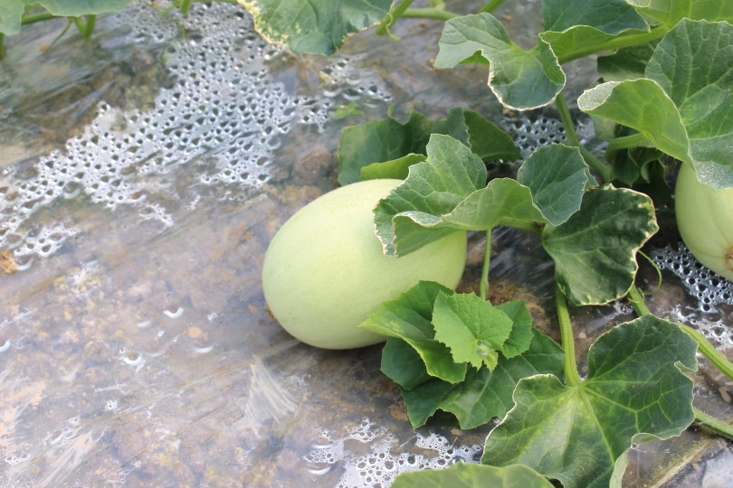 图示展示了东方蜜甜瓜定植时的田间布局与操作细节 东方蜜甜瓜定植现场操作图