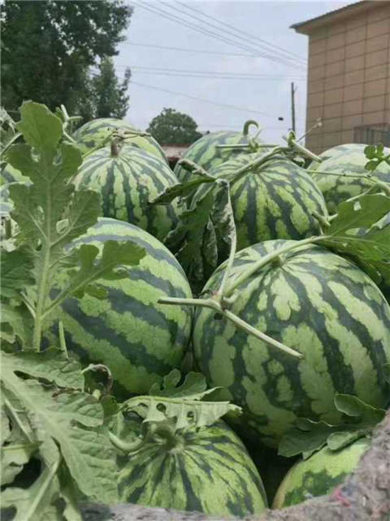 《优选》美都西瓜无籽有籽规格齐全产地货源品质有保证一手货