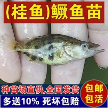 桂鱼苗鳜鱼苗季花鱼苗送养殖技术专车配送到家