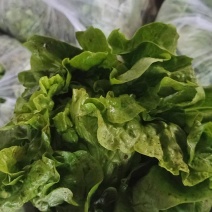 优质意大利生菜