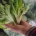 优质意大利生菜
