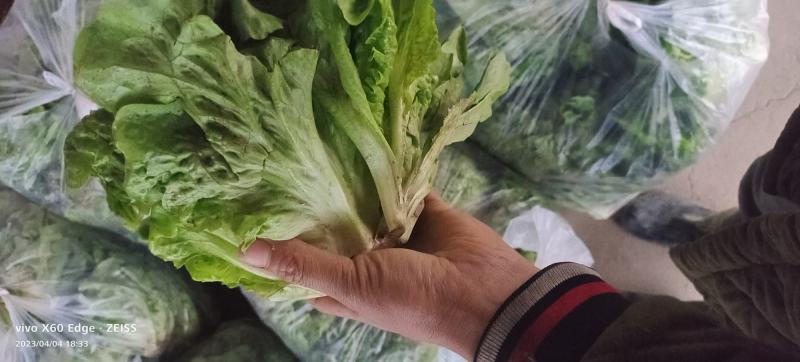 优质意大利生菜