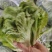 优质意大利生菜