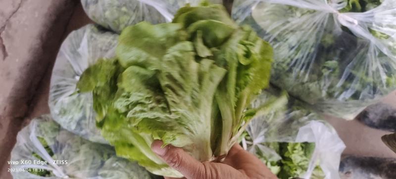 优质意大利生菜