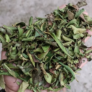 小叶榕