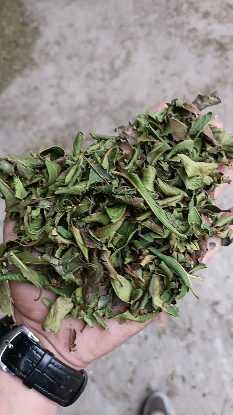 小叶榕