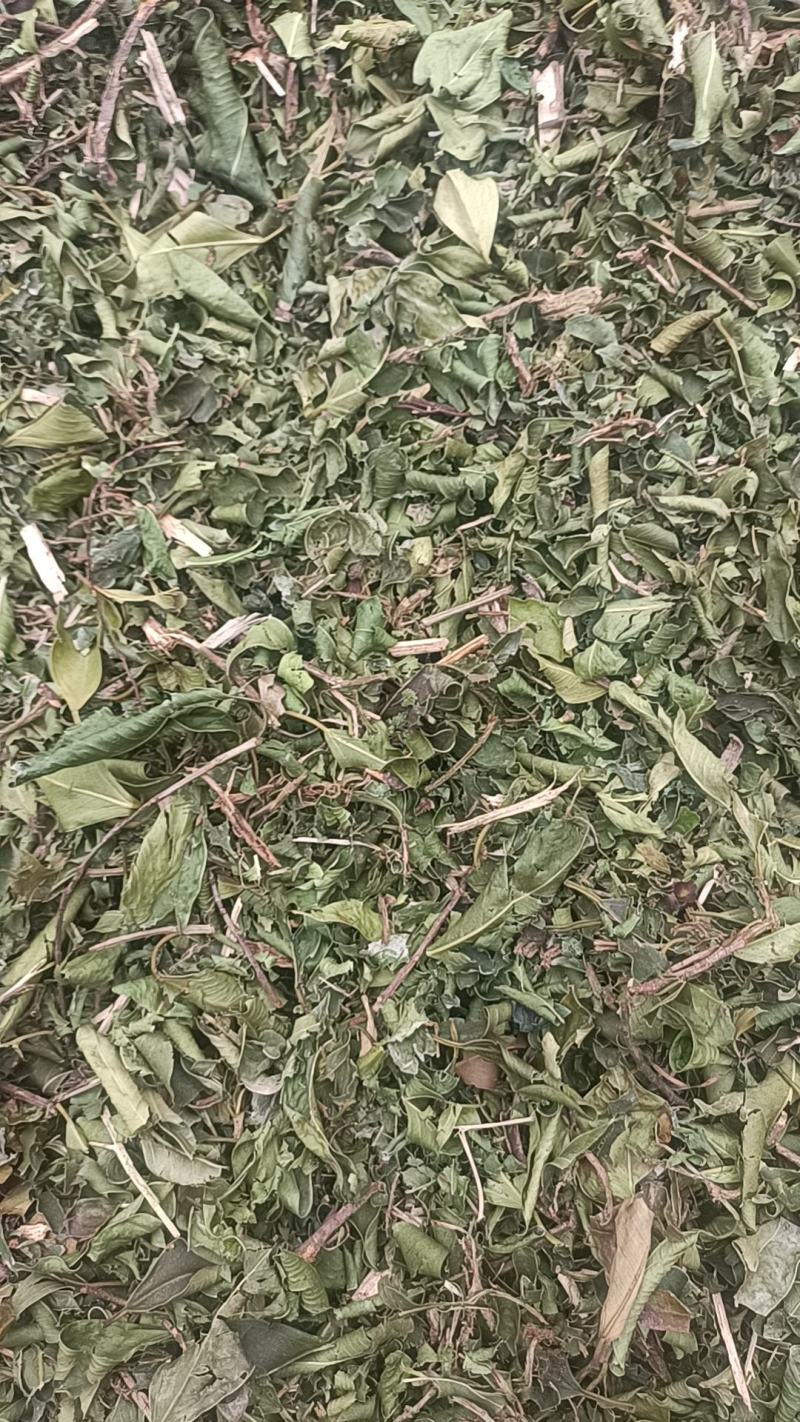 小叶榕
