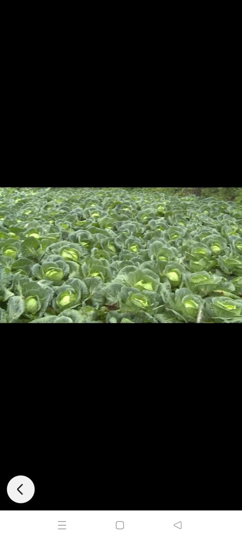 莲花白