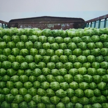 山东精品甘蓝包菜，产地直供，质量保证，一手货源