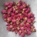 老店信誉产品月季花月季花茶新货无硫规格齐全
