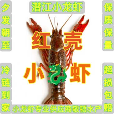 潜江小龙虾小红中红大红炮头湖北小龙虾清水小龙虾