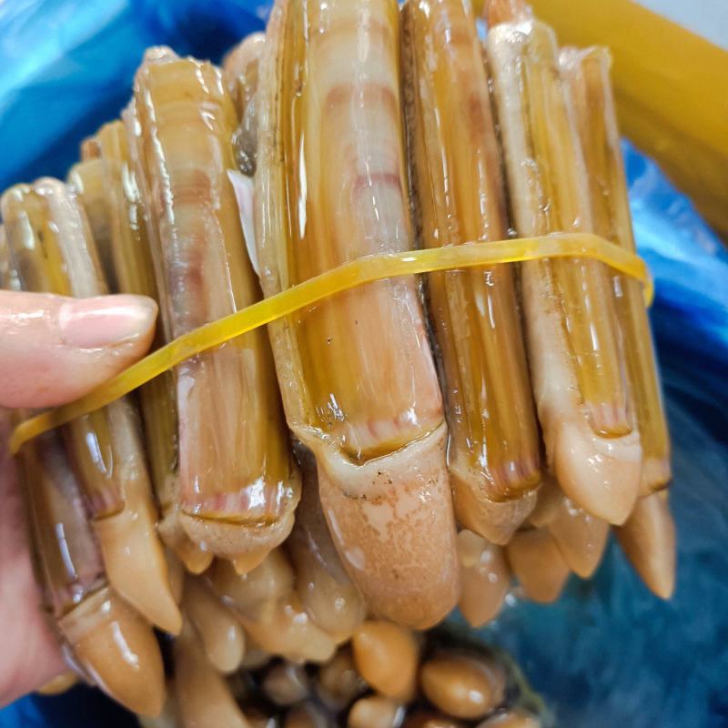蛏王
