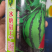 金美都西瓜冰糖麒麟早佳8424同源种子品质好甜度高耐储运