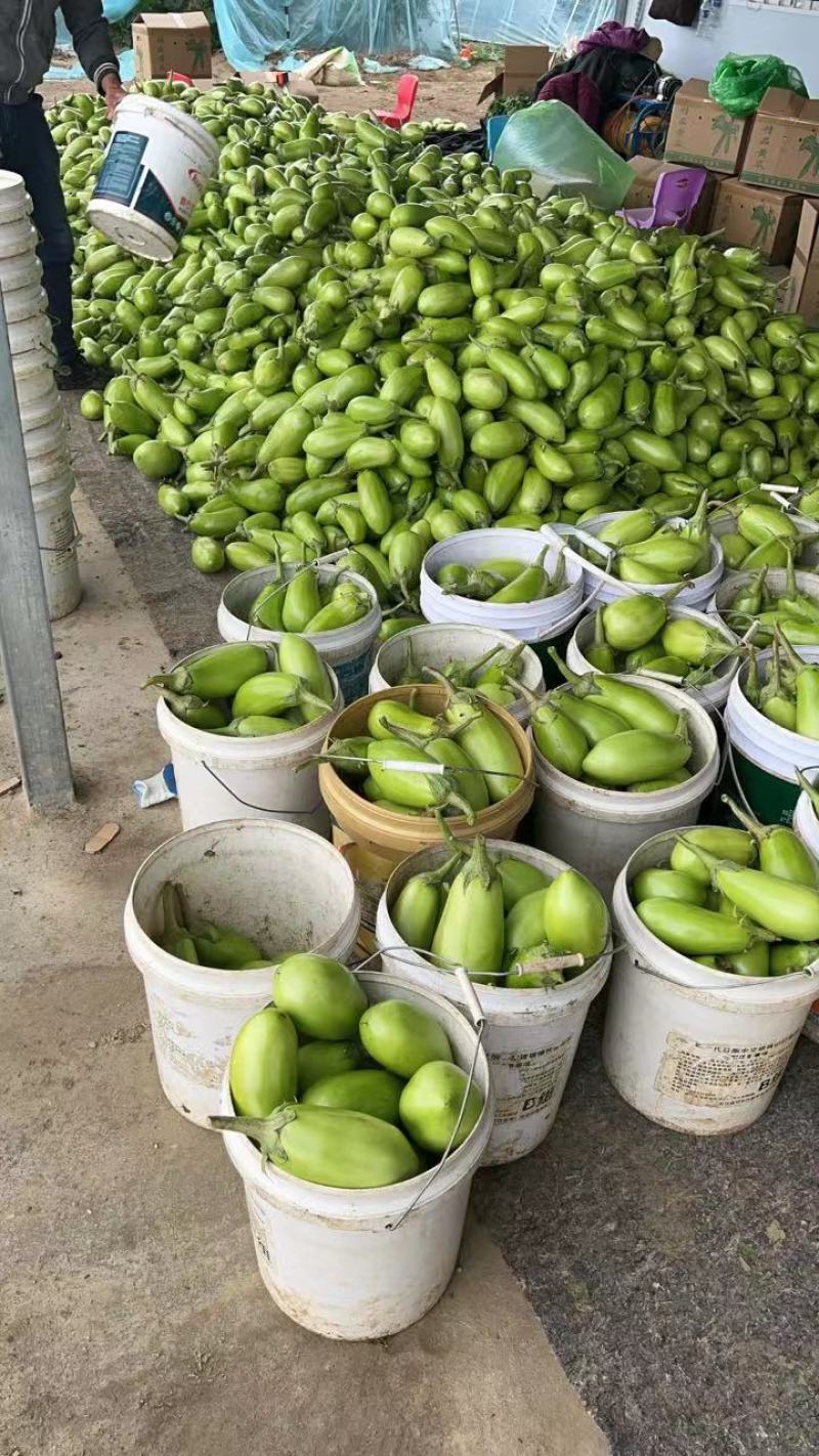 茄子青茄大量供应，基地直发，现采现发！！！