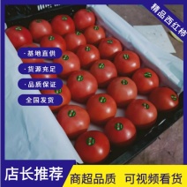 硬粉西红柿，大红西红柿，货源充足，量大从优，欢迎电联