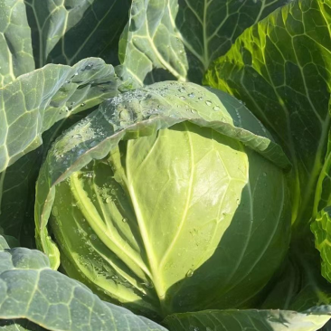 韩国青甘蓝，货源充足，基地直供，保质保量