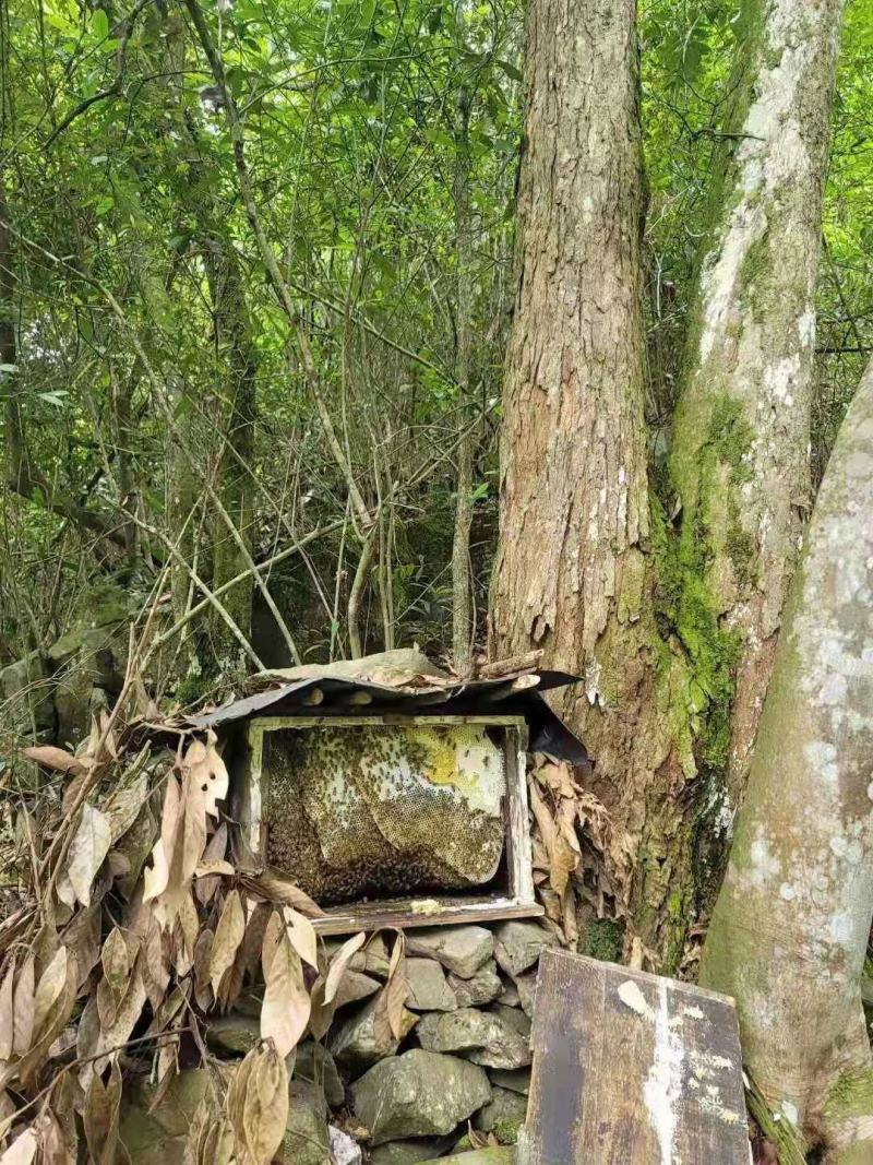 江西纯正天然野生农家自产成熟土蜂蜜（一件包邮）