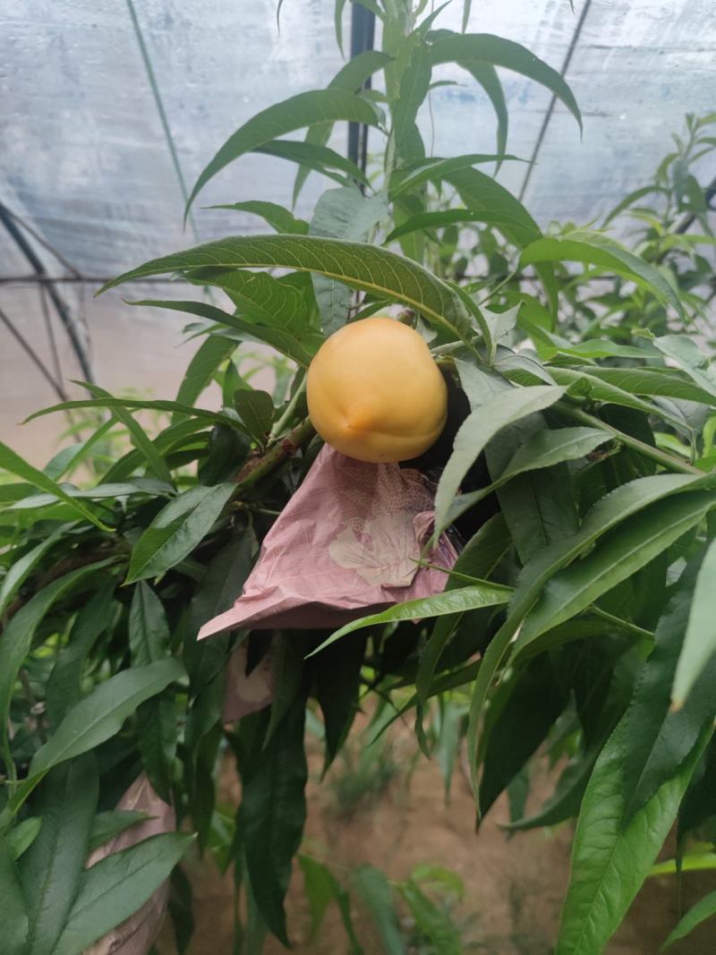 鲅鱼圈精品甜黄桃即将大量上市果大口感脆甜