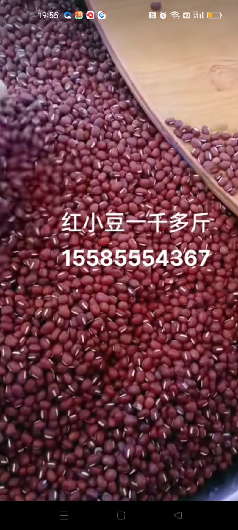 自家种植红小豆
